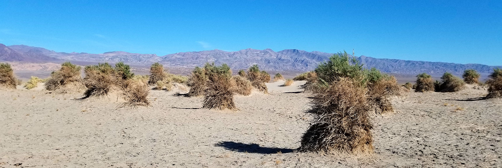 Death Valley National Park Devil's Cornfield November 24th 2018