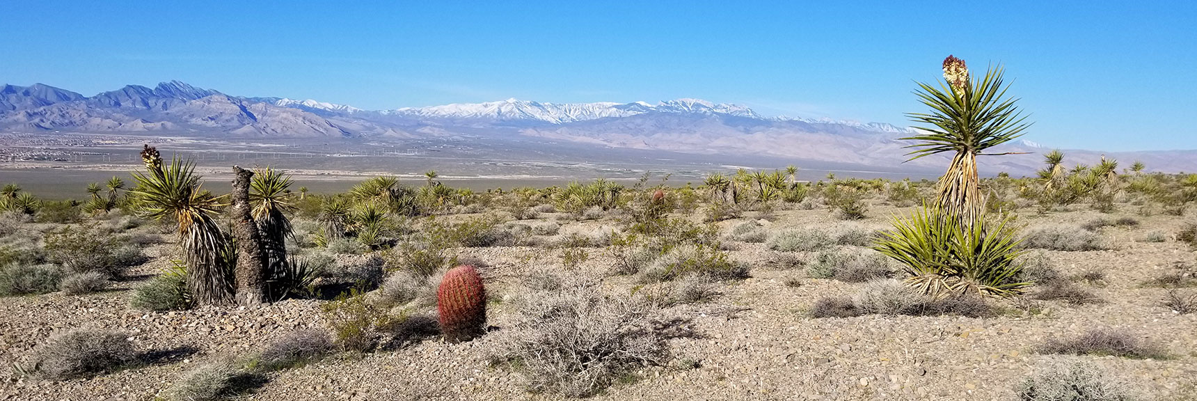 Yucca Plants and Barrel Cactus South of Gass Peak, Nevada