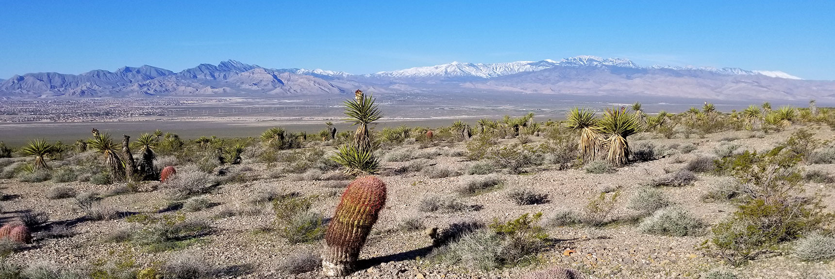Assortment of Desert Plants South of Gass Peak, Nevada