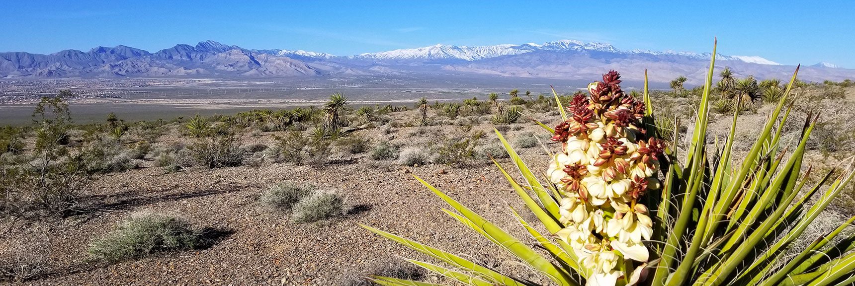Yucca Plant in Bloom South of Gass Peak, Nevada