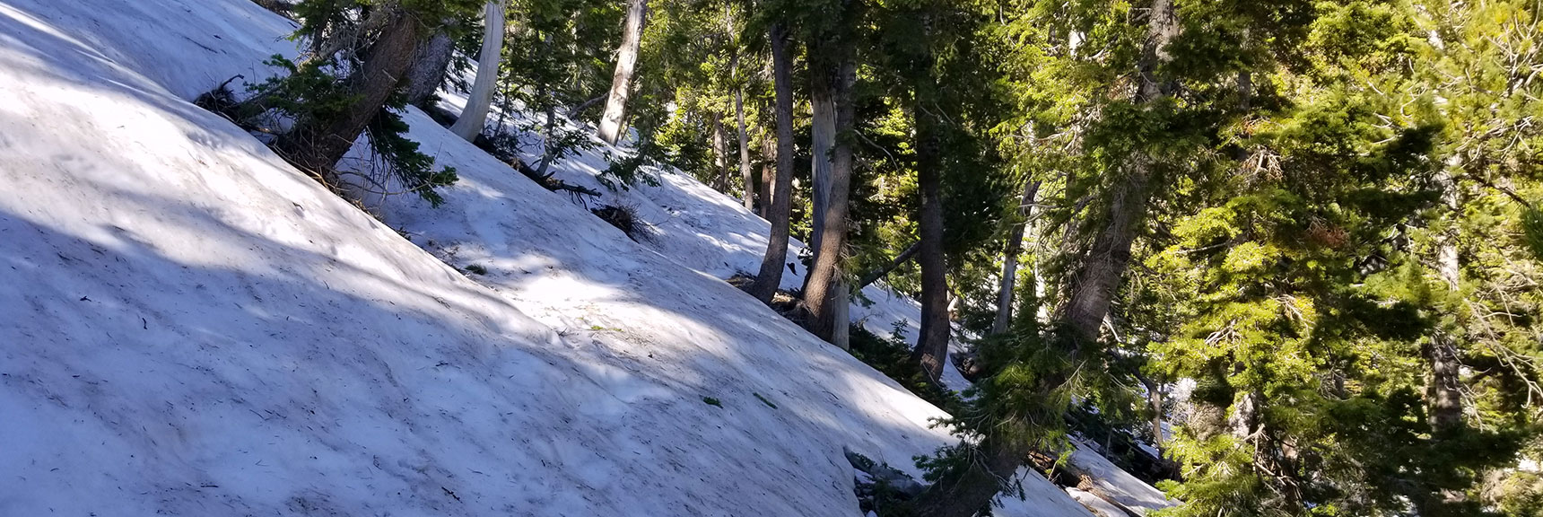 Snow Dead End on Mt Charleston South Climb Trail June 15th at 8,900ft!
