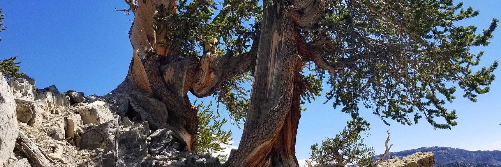 Beautiful Ancient Bristlecone Pines on North Loop Trail Below Charleston Peak