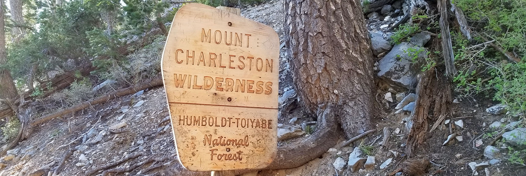 About Half Way to Griffith Peak on South Climb Trail in Mt Charleston Wilderness, Nevada