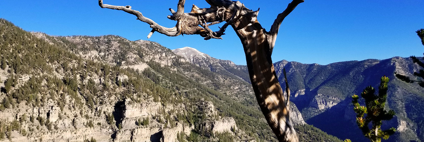 Ribbon-shaped Bristlecone Pine Tree Trunk Framing Mt. Charleston, Nevada