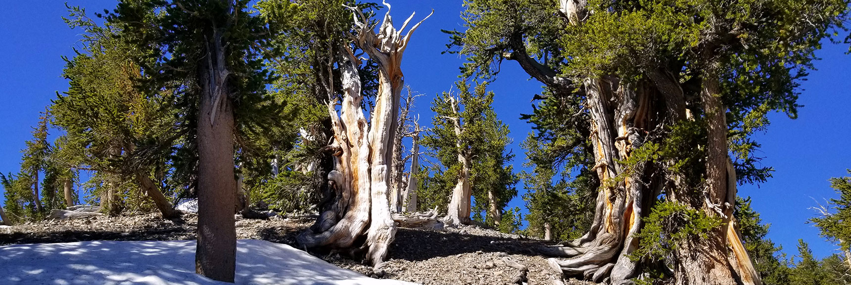 Bristlecone Pie Forest Below South Rim of Kyle Canyon