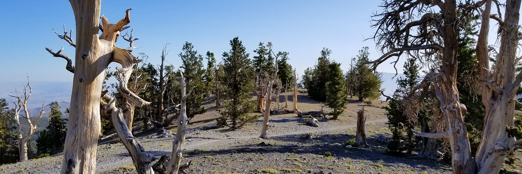 First Plateau on the North Loop Trail to Mummy Mountain in the Mt. Charleston Wilderness, Nevada