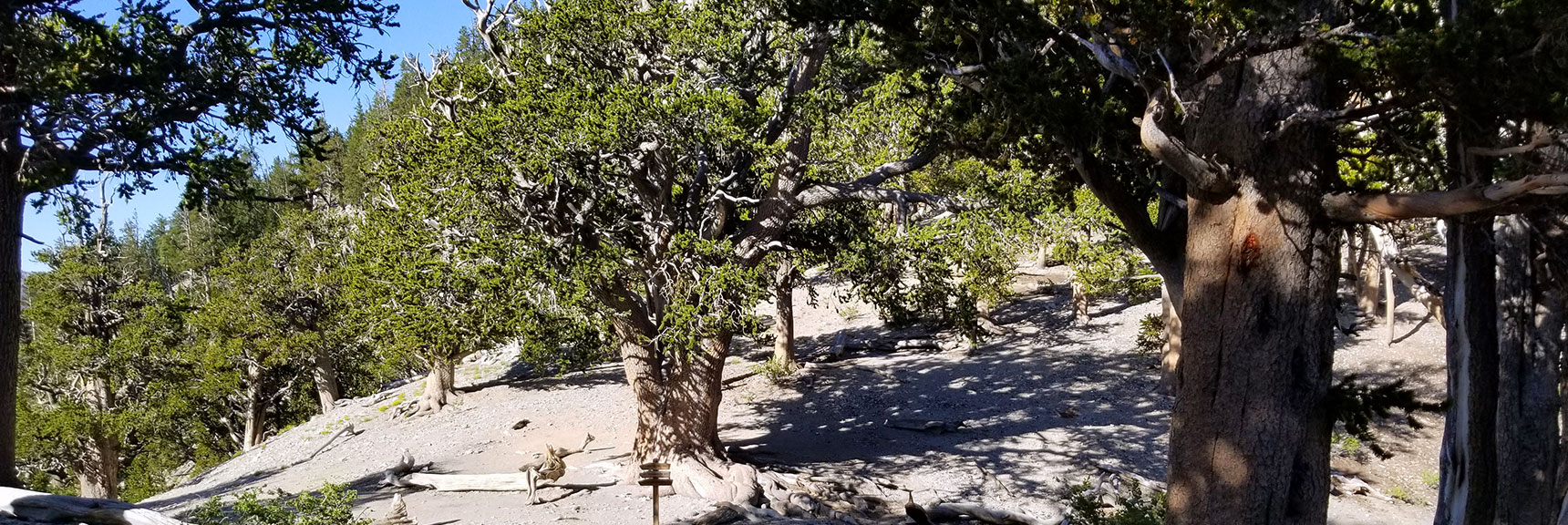 First View of Rain Tree from the North Loop Trail in the Mt. Charleston Wilderness, Nevada