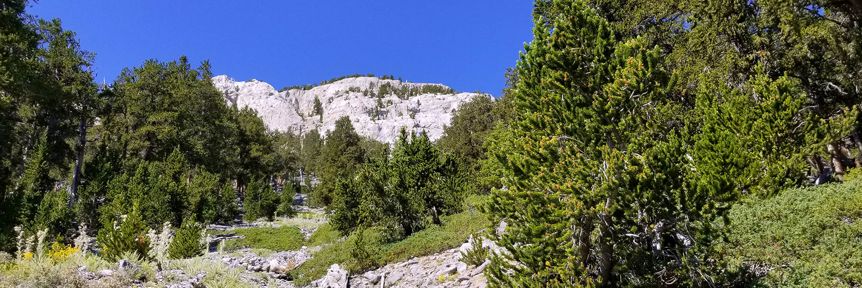 Looking Up the Delta Wash Canyon Toward Mummy Mt. East Summit Approach in Mt. Charleston Wilderness, Nevada