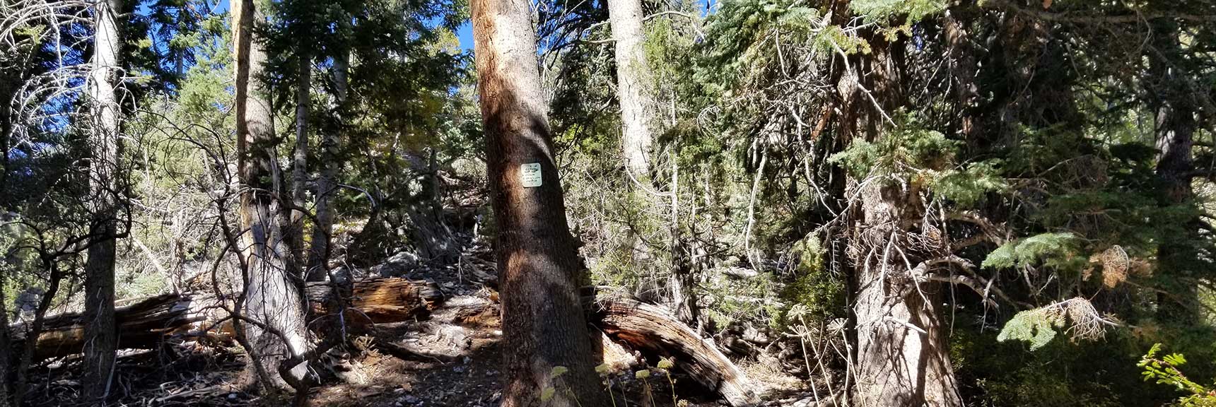 Miner's Claim Tree Marking the Approach Ridge to Cockscomb Peak and Ridge in Mt. Charleston Wilderness, Nevada