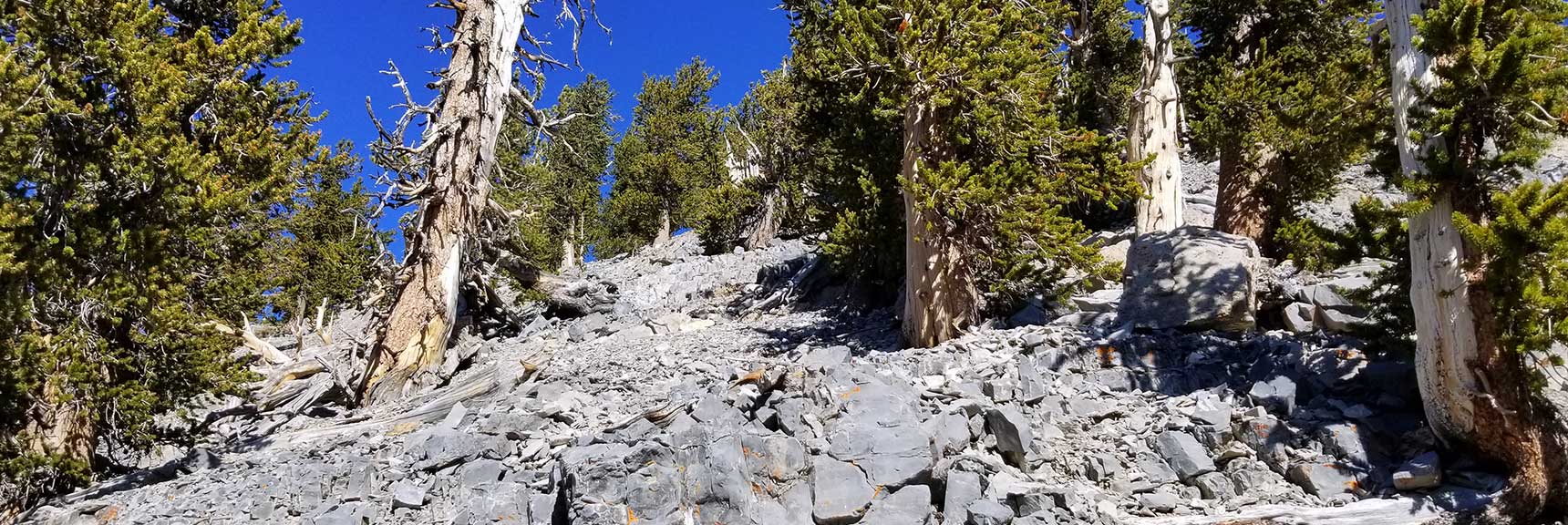 Looking up Lower Approach Route to Lee Peak in Kyle Canyon, Spring Mountains, Nevada Slide 001