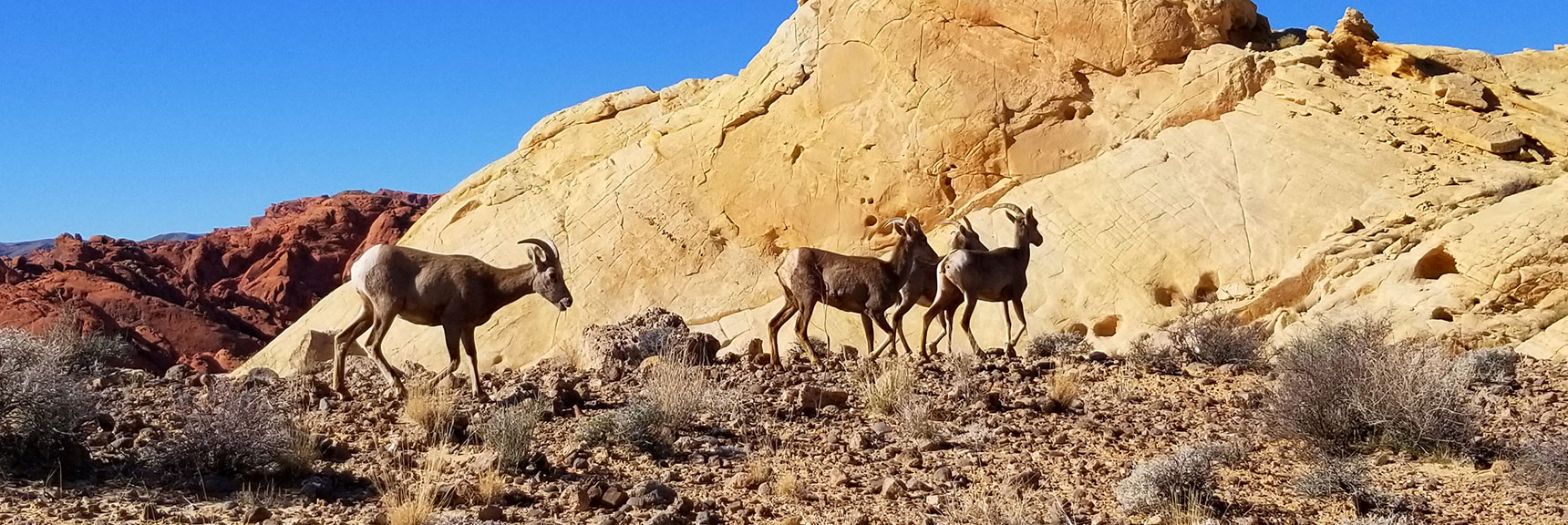 Bighorn Sheep at Silica Dome In Valley of Fire State Park, Nevada Slide 002