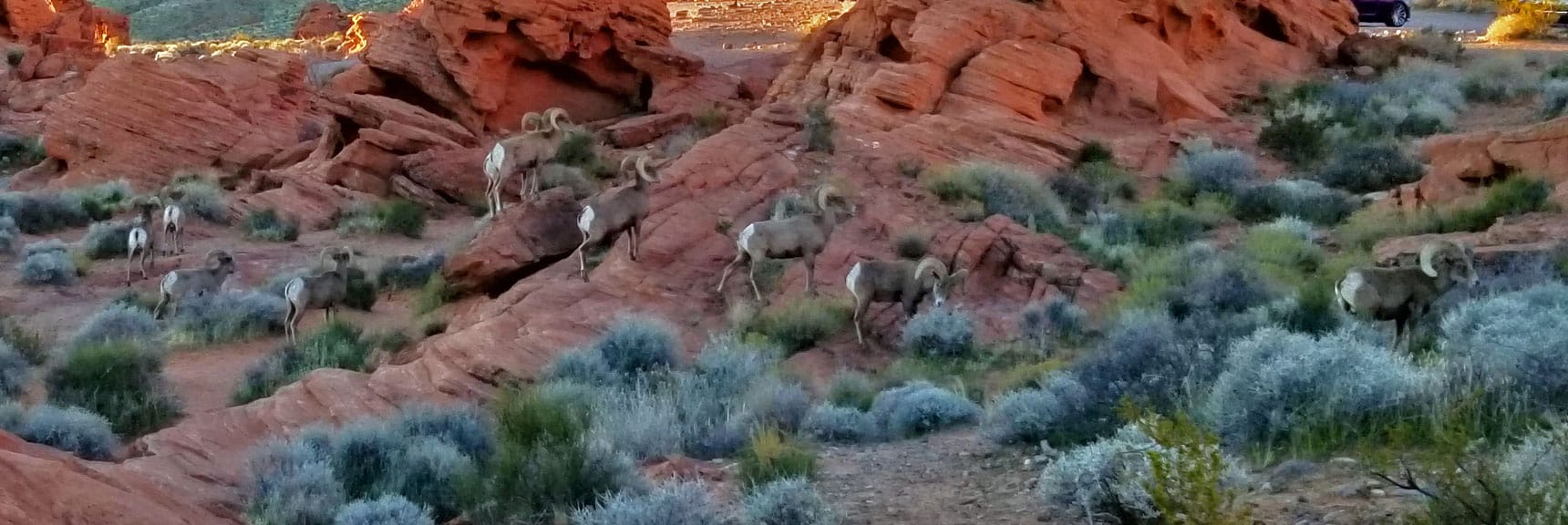 Bighorn Sheep at Beehives in Valley of Fire State Park, Nevada Slide 009
