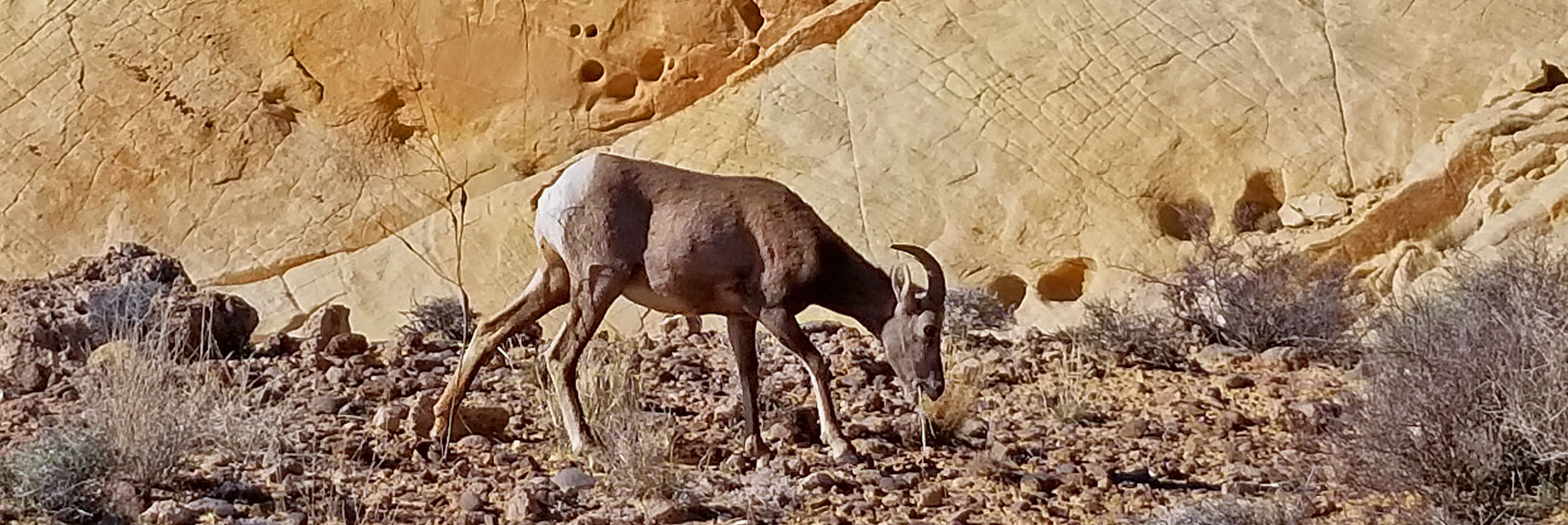 Bighorn Sheep at Silica Dome in Valley of Fire State Park, Nevada