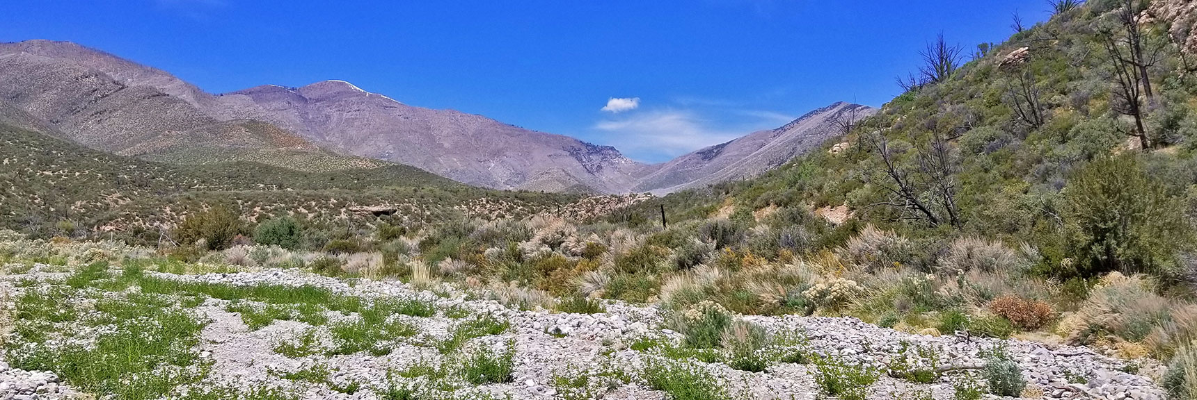 View Up Lowell Canyon, Lovell Canyon Trail, La Madre Mountains Wilderness, Nevada