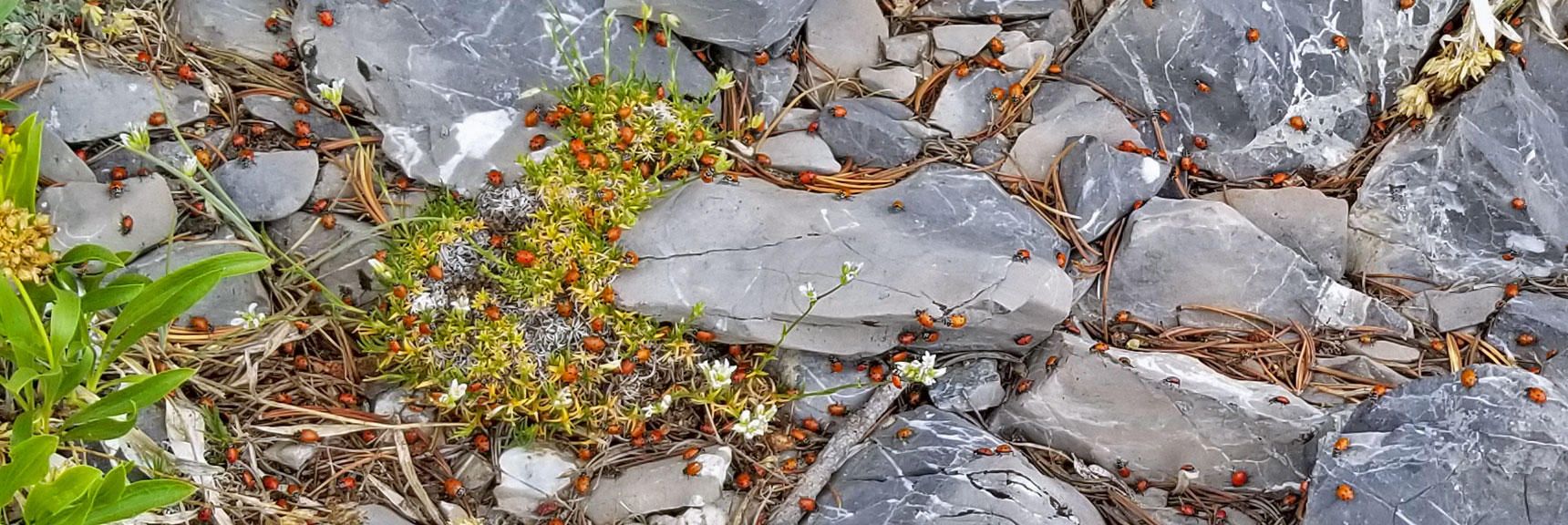 Ladybug Swarm on Harris Mountain Summit | Six Peak Circuit Adventure in the Spring Mountains, Nevada