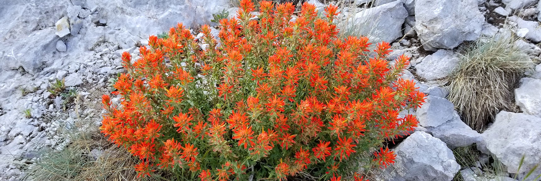 Indian Paintbrush Plant on the Cliff Bypass Trail at the Griffith/Harris Saddle | Six Peak Circuit Adventure in the Spring Mountains, Nevada