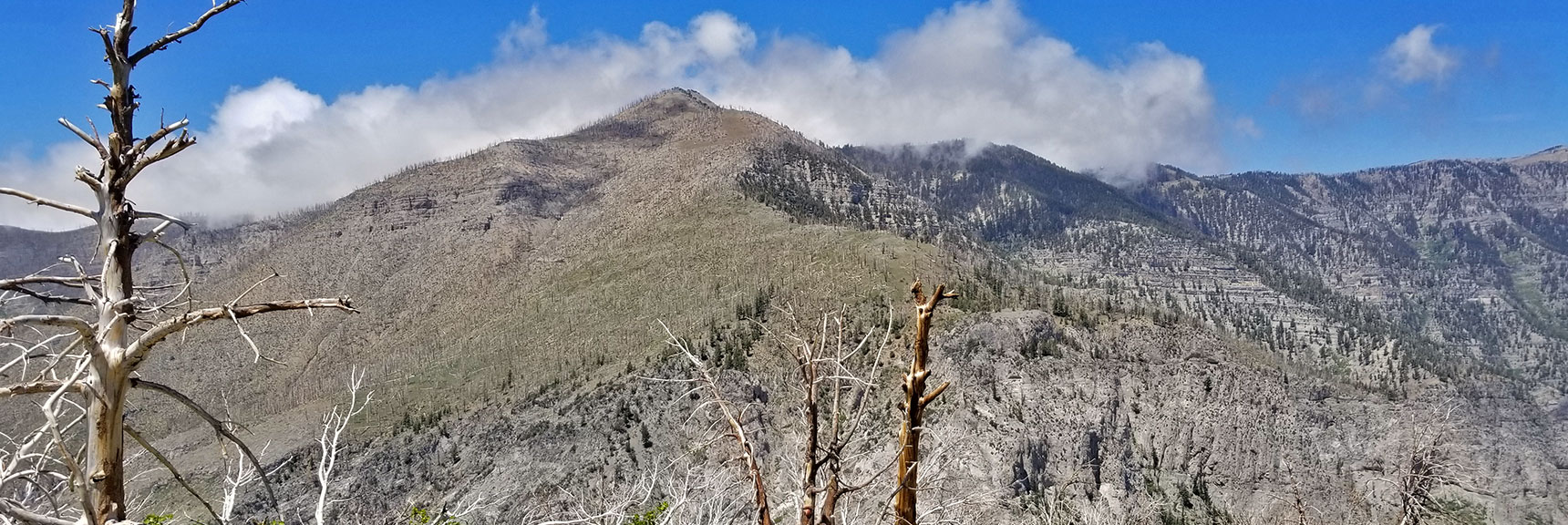 Griffith Peak North Ridge from Harris Mountain Summit | Harris Mountain Griffith Peak Circuit in Mt. Charleston Wilderness, Nevada