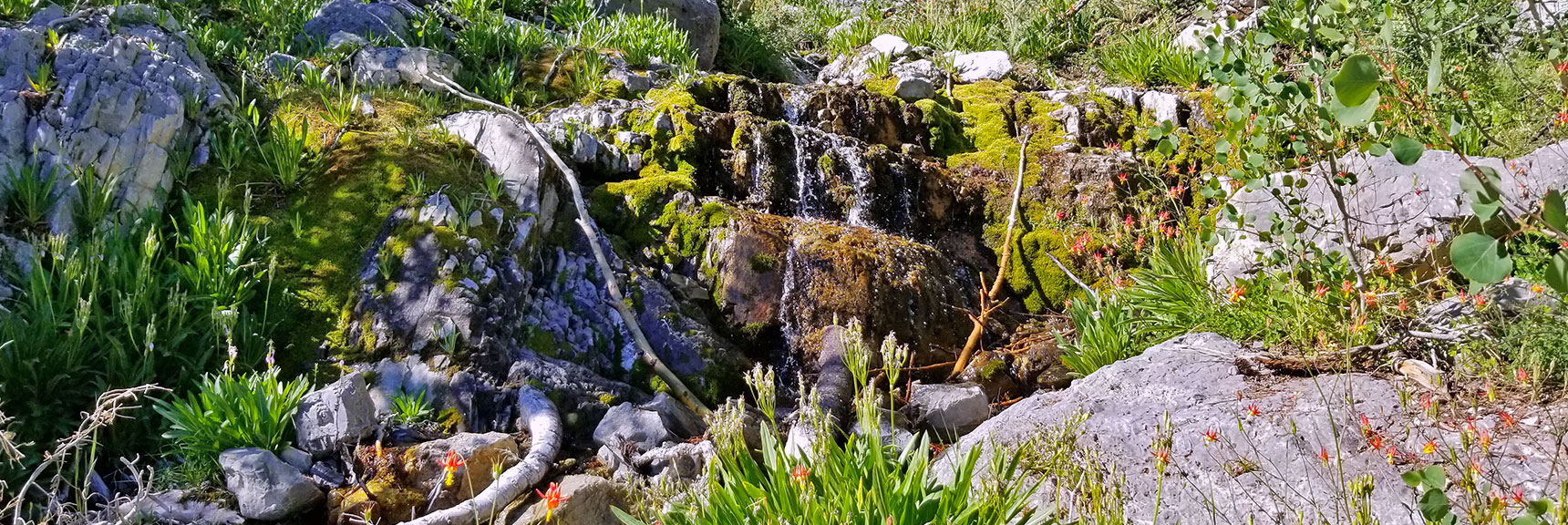 Canyon Spring Waterfall Cascading Over Moss Covered Ledge | Cathedral Rock to South Ridge Kyle Canyon Summit, Nevada