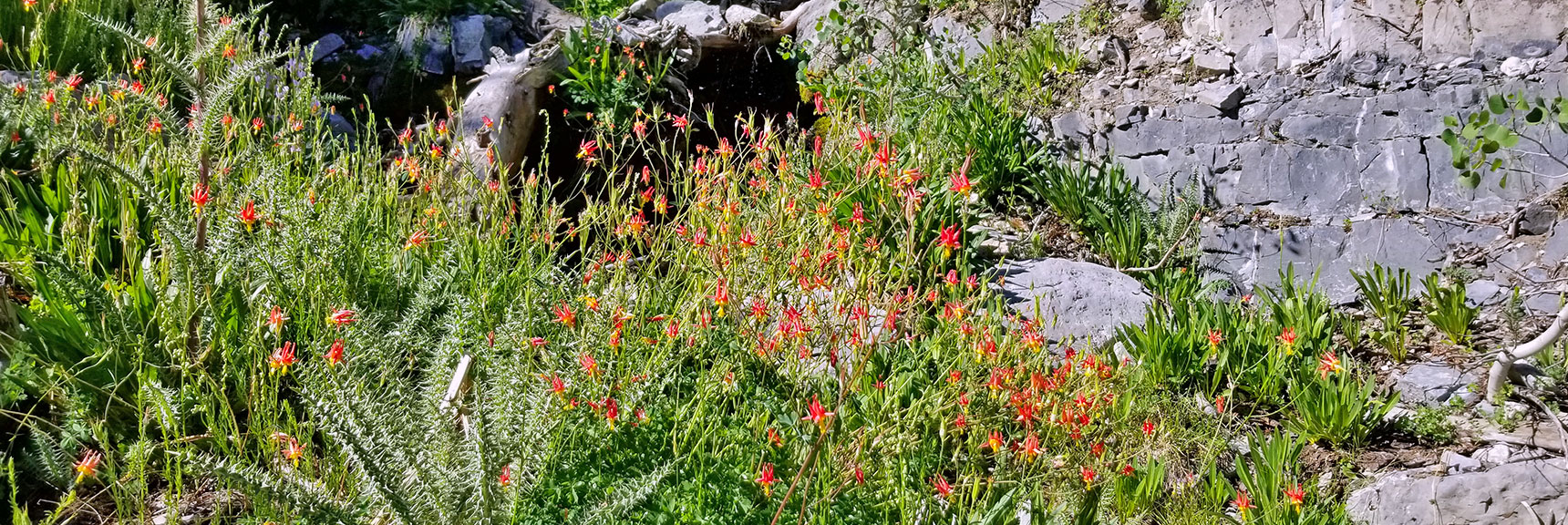 Field of Columbine Wildflowers in Canyon Wash | Cathedral Rock to South Ridge Kyle Canyon Summit, Nevada