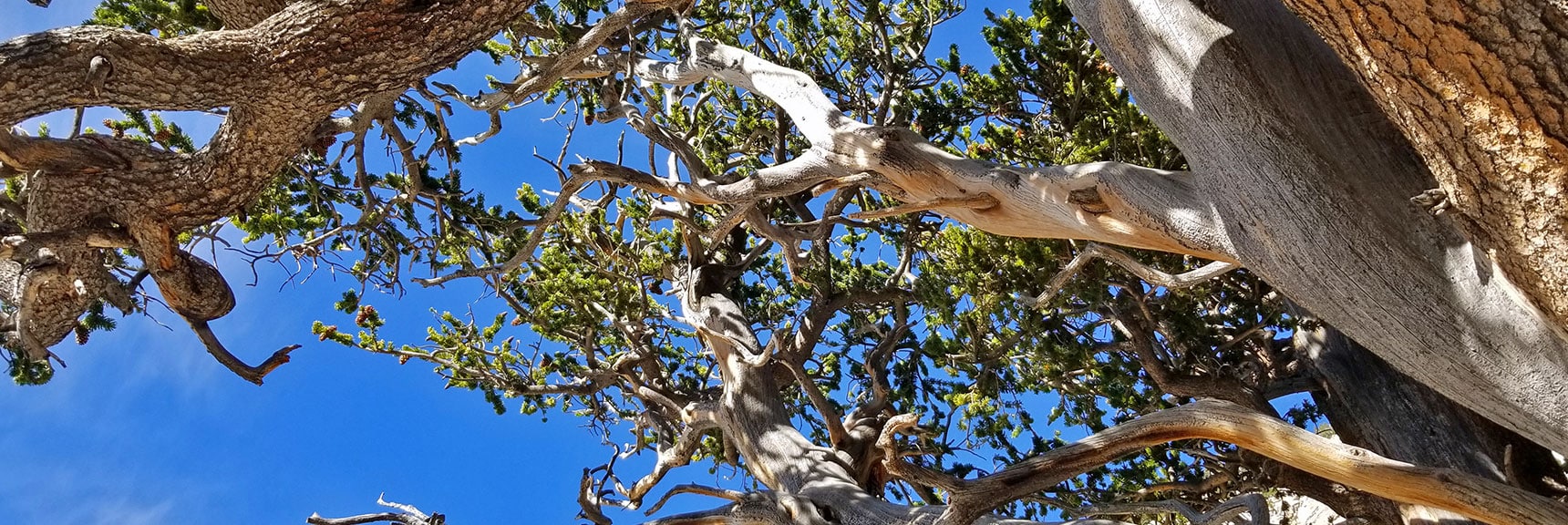3000 year-old Raintree's Canopy | Mummy Mountain's Knees | Mt. Charleston Wilderness, Nevada 012