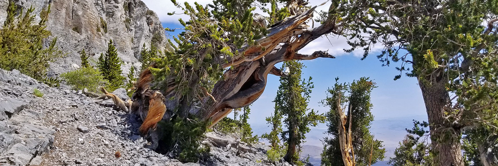 Bristlecone Pines Arising from Granite Rock of Mummy's Knees | Mummy Mountain's Knees | Mt. Charleston Wilderness, Nevada 023