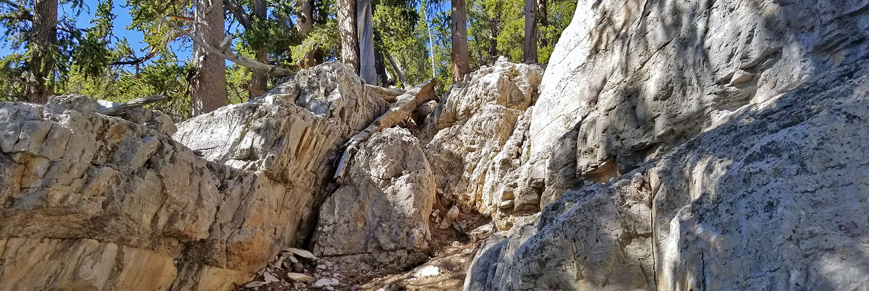 Brief and Tame Class 3 Climbing Section Above Mummy Springs | Mummy Mountain's Toe, Mt. Charleston Wilderness, Nevada