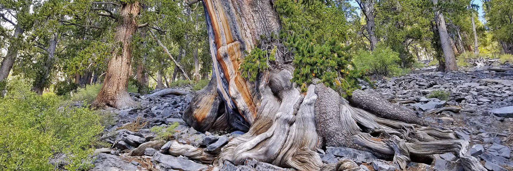 Ancient Bristlecone Pine on East Side of Mummy Mountain | Mummy Mountain NNE, Mt. Charleston Wilderness, Nevada, Slide 009