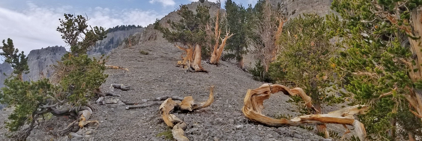 Mummy Mountain North Exotic Ancient Bristlecone Pines, Nevada