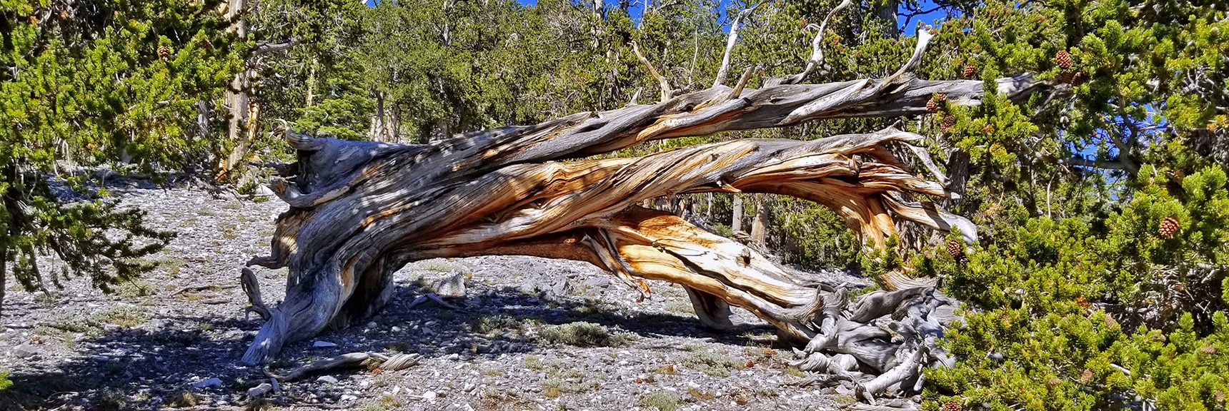 Fallen Ancient Bristlecone Pine Near Summit of Robbers Roost Canyon | Fletcher Peak from Robbers Roost | Spring Mountains, Nevada