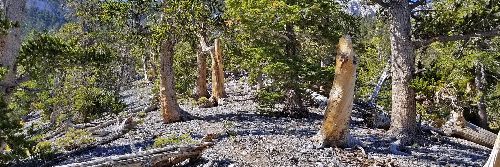 Ancient Bristlecone Pine Forest on Upper Cougar Ridge Trail | Mummy Springs Loop | Mt. Charleston Wilderness | Spring Mountains, Nevada