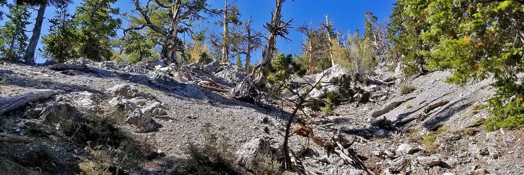 Steep Incline of Cougar Ridge Trail | Mummy Springs Loop | Mt. Charleston Wilderness | Spring Mountains, Nevada