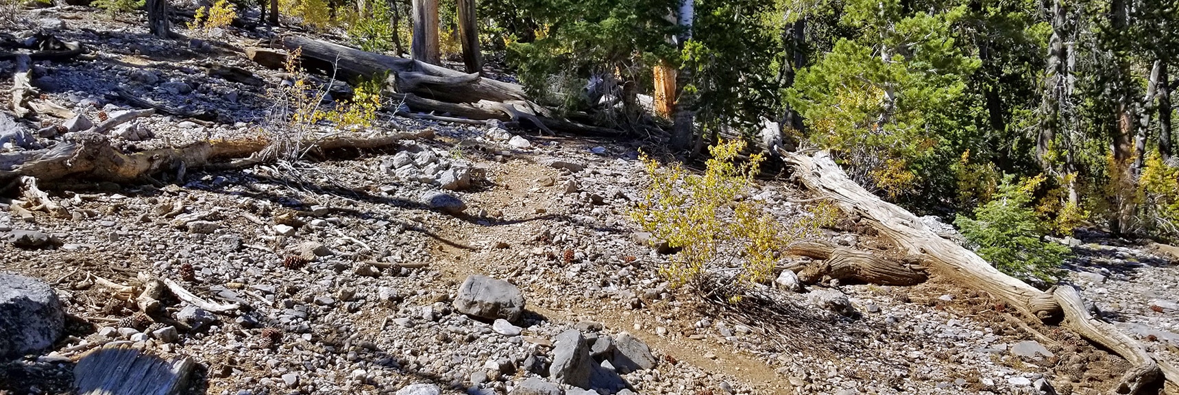 Upper Cougar Ridge Trail in Excellent Condition | Mummy Springs Loop | Mt. Charleston Wilderness | Spring Mountains, Nevada