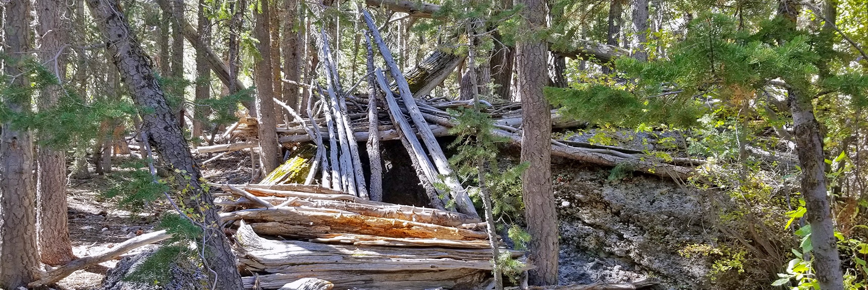 Makeshift Shelter In Lower Cougar Ridge Trail Forest | Mummy Springs Loop | Mt. Charleston Wilderness | Spring Mountains, Nevada
