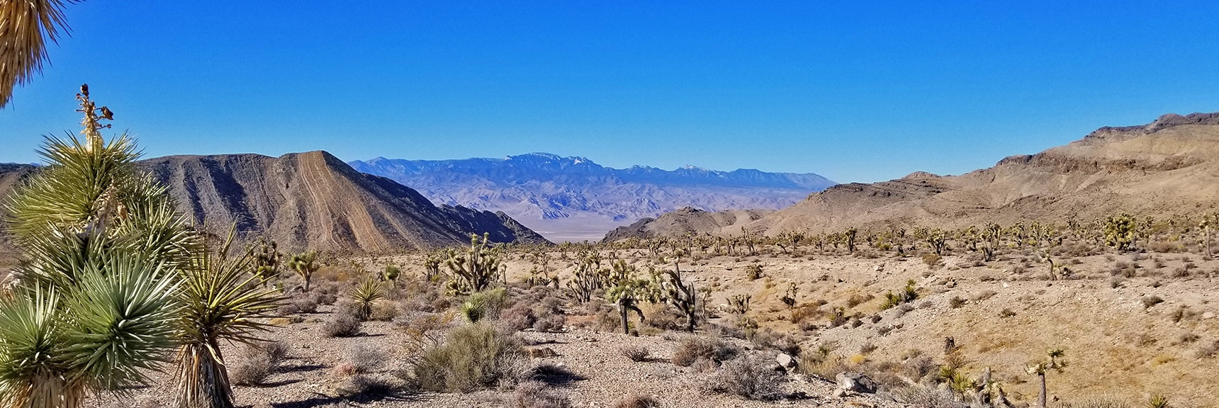 View Through Yucca Gap to Mt. Charleston Wilderness | Lower Mormon Well Road | Sheep Range, Desert National Wildlife Refuge, Nevada