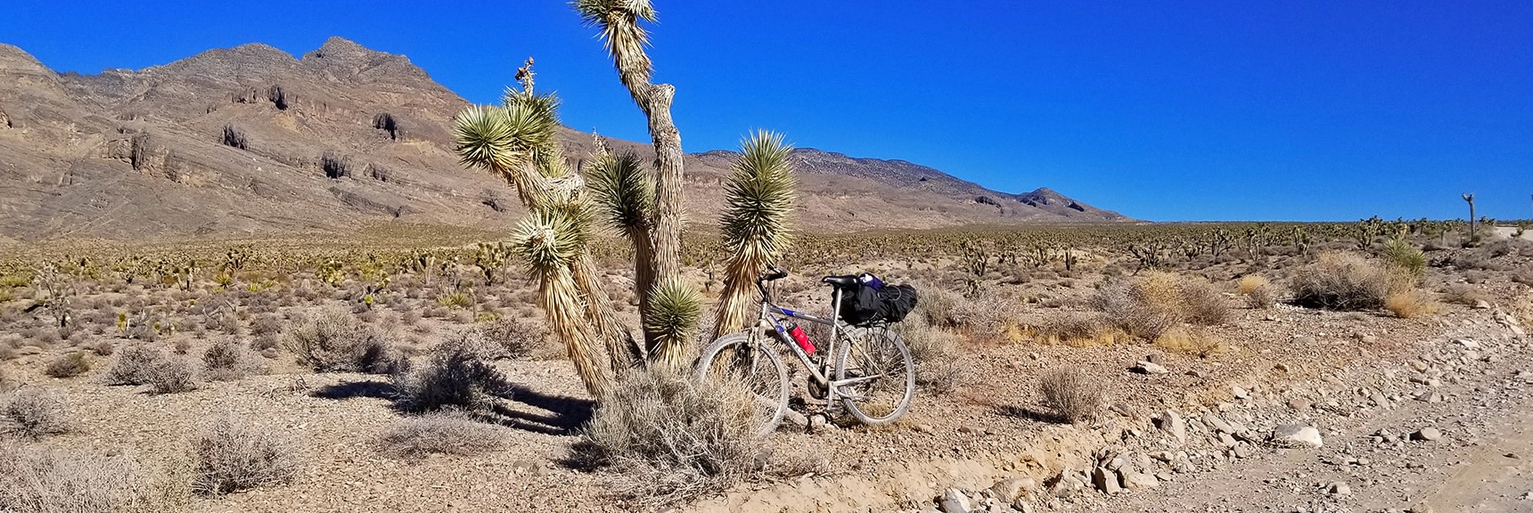Mountain Bike Resting on Huge Joshua Tree in Yucca Forest | Lower Mormon Well Road | Sheep Range, Desert National Wildlife Refuge, Nevada