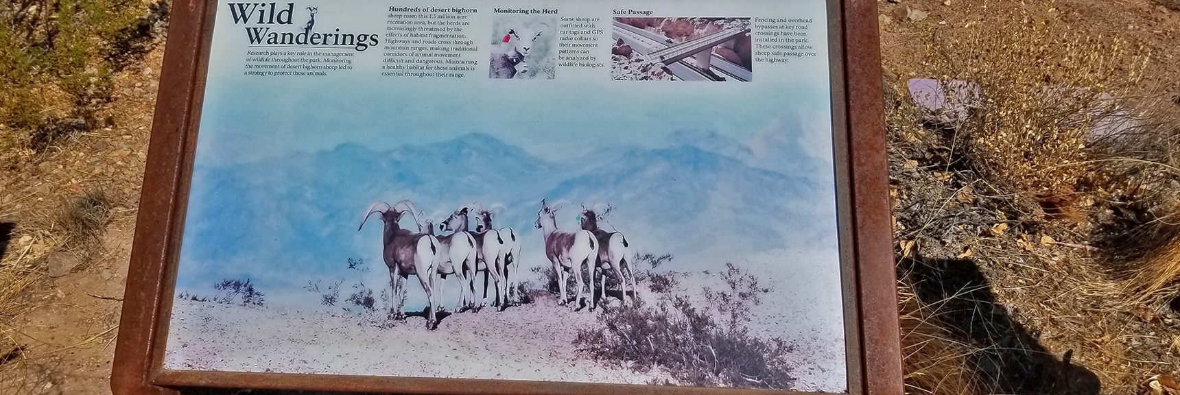 Interpretive Display of Animal Life in the Callville Bay Area | Callville Summit Trail | Lake Mead National Recreation Area, Nevada