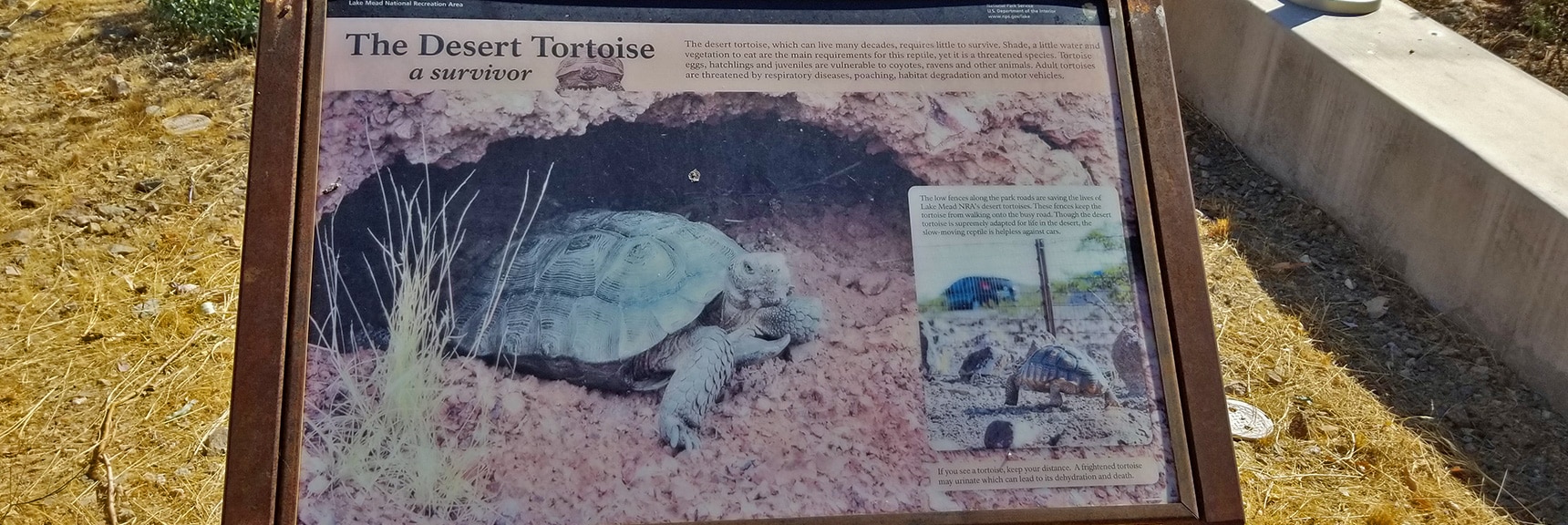 Interpretive Display of Desert Tortoise Life Around the Lake Mead Area | Callville Summit Trail | Lake Mead National Recreation Area, Nevada