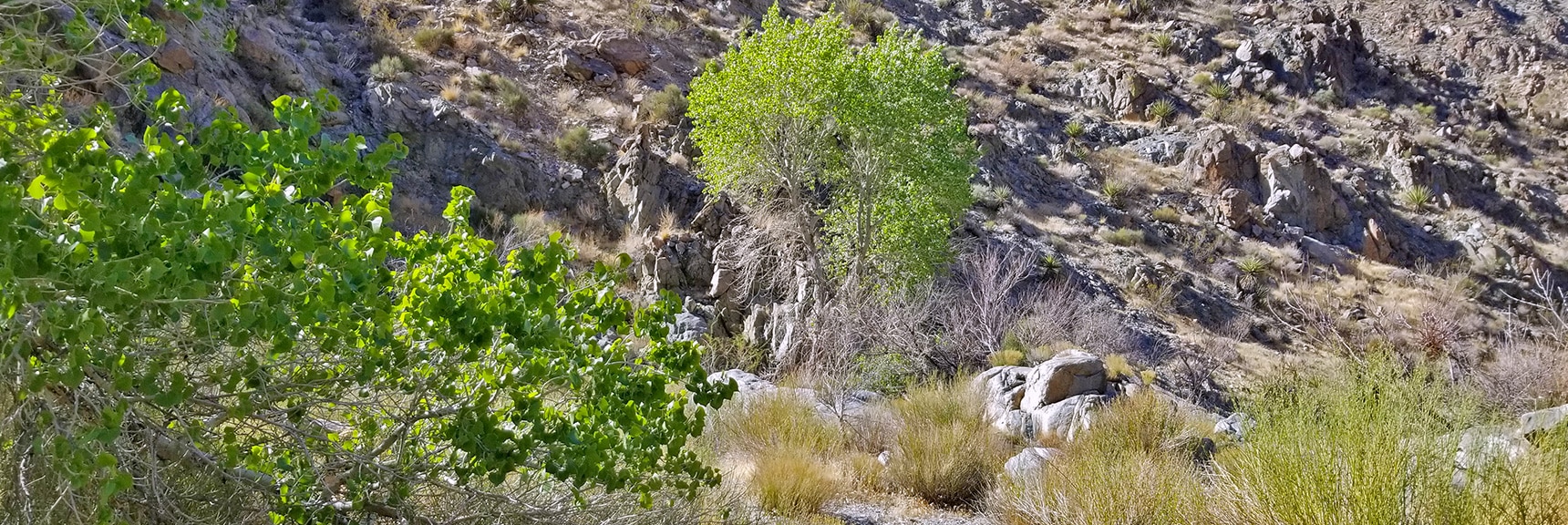 First Spring in Horse Thief Canyon | Horse Thief Canyon Loop | Mt. Wilson | Black Mountains | Lake Mead National Recreation Area, Arizona