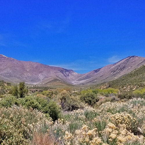 Lovell Canyon | La Madre Mountains Wilderness, Nevada
