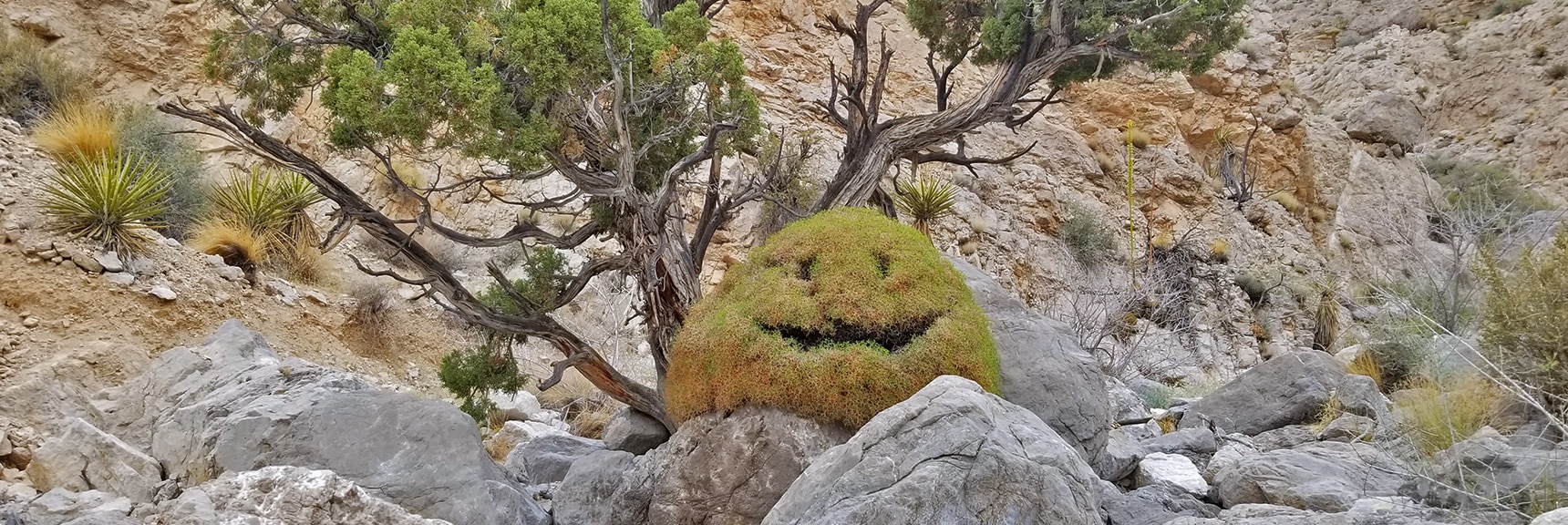 Happy Shrub in Upper Gateway Canyon. Near 1st Exploration Turn-Around Point | Kraft Mountain Loop | Calico Basin, Nevada