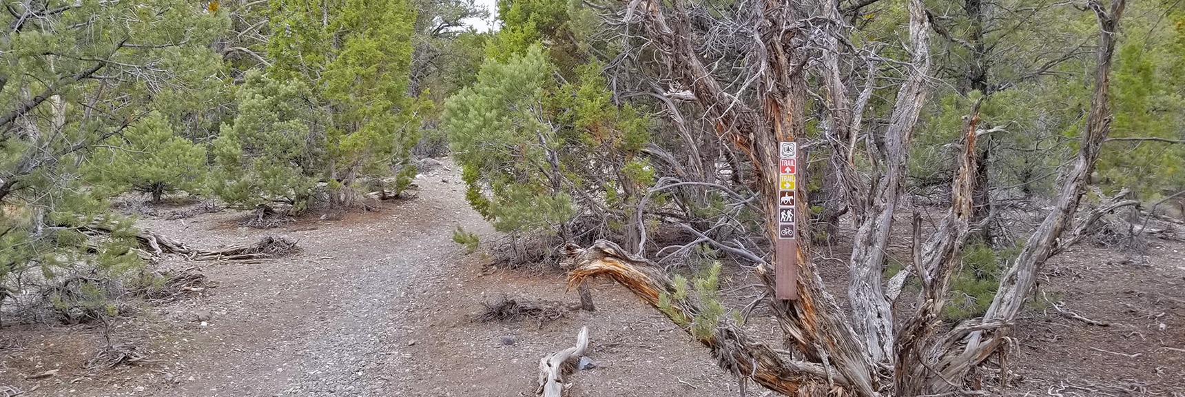 Mud Springs and Sawmill Trails Divide Marker | Sawmill Trail to McFarland Peak | Spring Mountains, Nevada