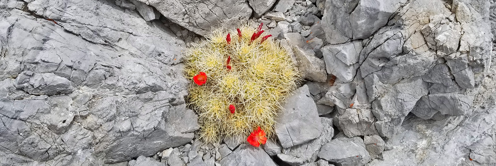 Flowering Cactus at Summit of 9,235ft Bluff Northeast of McFarland Peak | Sawmill Trail to McFarland Peak | Spring Mountains, Nevada
