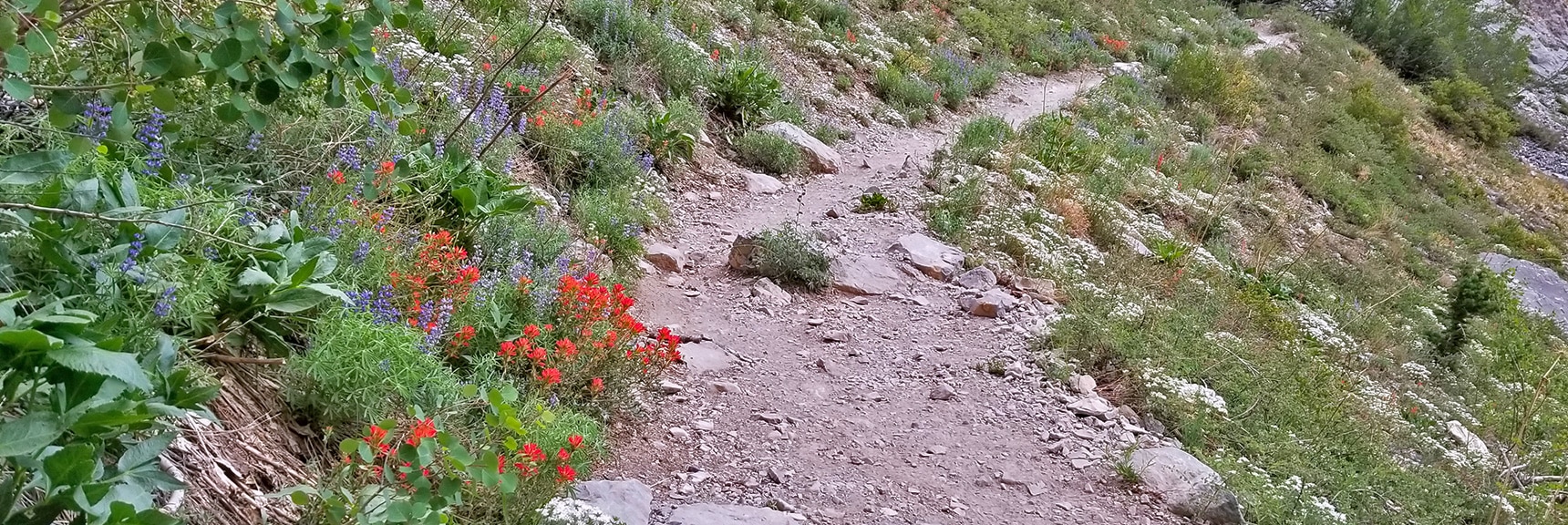 More Spring Wildflowers: Indian Paintbrush (red) Lupine (blue) | Sexton Ridge Descent from Griffith Peak, Mt. Charleston Wilderness, Spring Mountains, Nevada