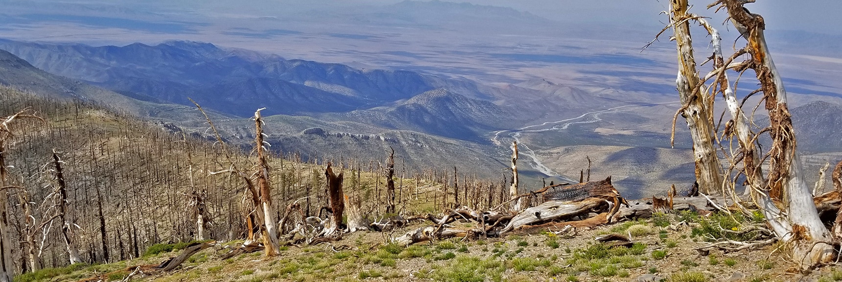 Another View Down Trout Canyon. Burned Out Trees and Patches of Grass on the Ridge | Sexton Ridge Descent from Griffith Peak, Mt. Charleston Wilderness, Spring Mountains, Nevada