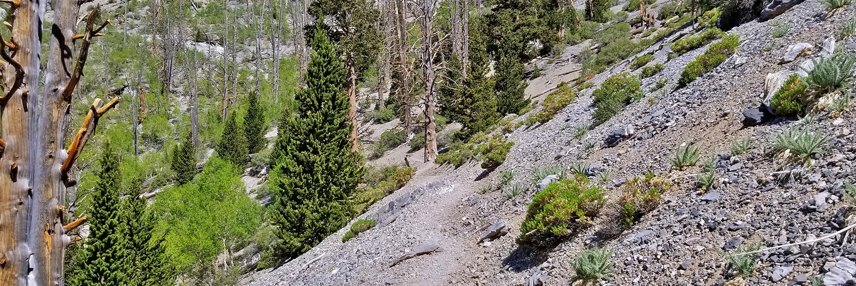 North Loop Trail at the Mummy Tree, Base of the "Horrifying Half-Mile" Ascent Toward Mummy Mountain | Mummy Mountain NW Cliffs | Mt Charleston Wilderness | Spring Mountains, Nevada