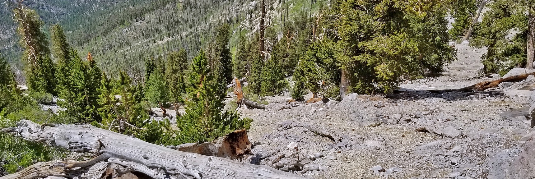 View Down the "Horrifying Half-Mile" Avalanche Slope from its Summit. | Mummy Mountain NW Cliffs | Mt Charleston Wilderness | Spring Mountains, Nevada