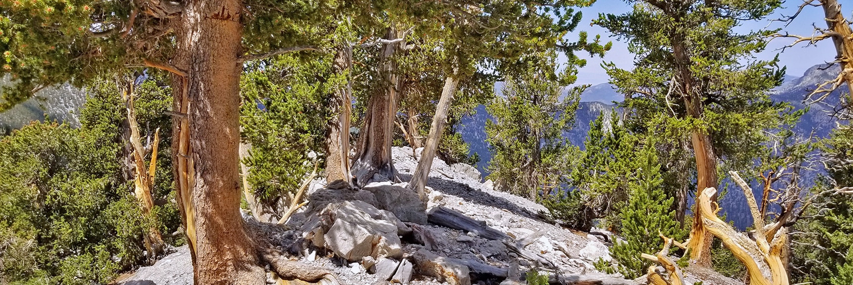Bristlecone Pine Forest at the Summit of the "Horrifying Half-Mile" Avalanche Slope - North Ridge of Kyle Canyon | Mummy Mountain NW Cliffs | Mt Charleston Wilderness | Spring Mountains, Nevada