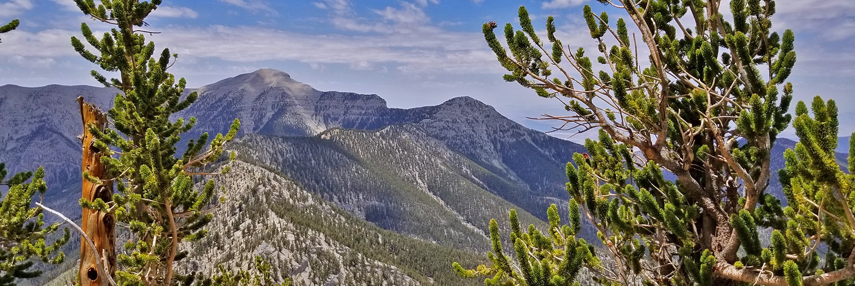 Charleston Peak and Lee Peak Framed Between Ancient Bristlecone Pines At the Base of Mummy's NW Cliffs | Mummy Mountain NW Cliffs | Mt Charleston Wilderness | Spring Mountains, Nevada