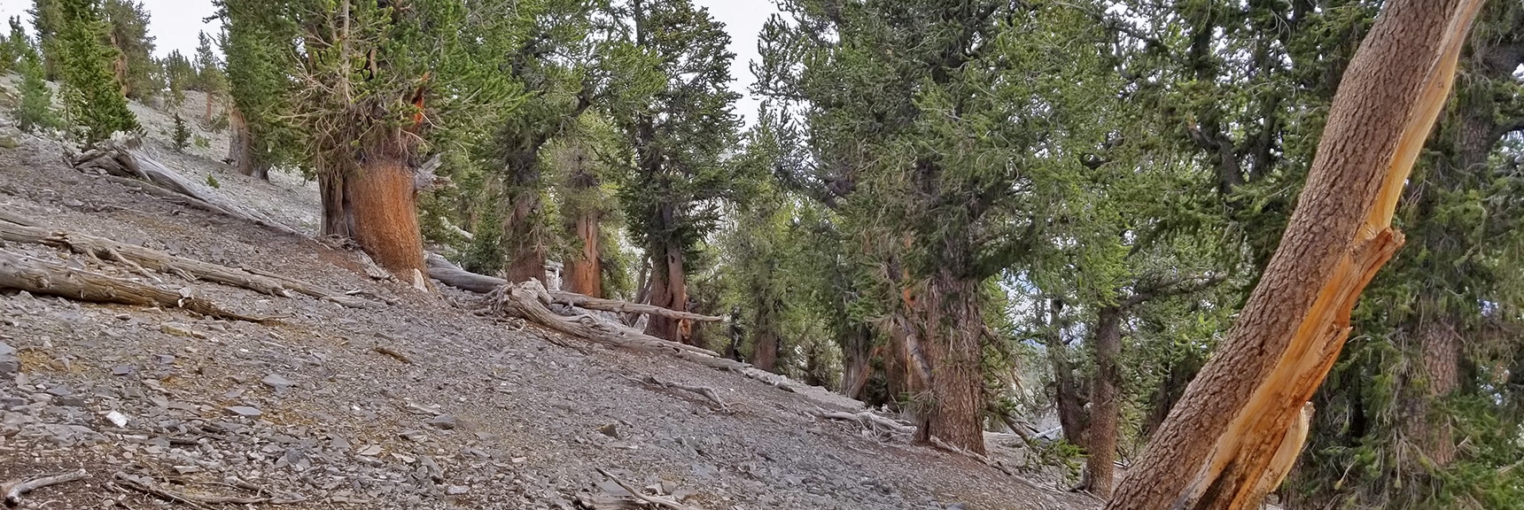 Searching for the Location of the NE Cliff Chute Entrance | Mummy Mountain NE Cliffs Descent | Mt Charleston Wilderness | Spring Mountains, Nevada