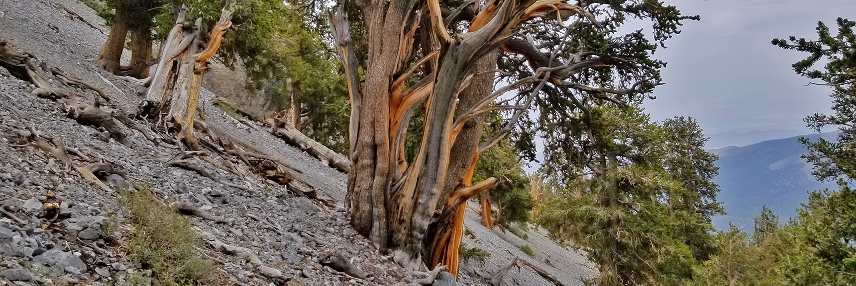 Impressive Ancient Bristlecone Pines Growing on the Avalanche Slope Below the NE Cliff Descent Chute. | Mummy Mountain NE Cliffs Descent | Mt Charleston Wilderness | Spring Mountains, Nevada